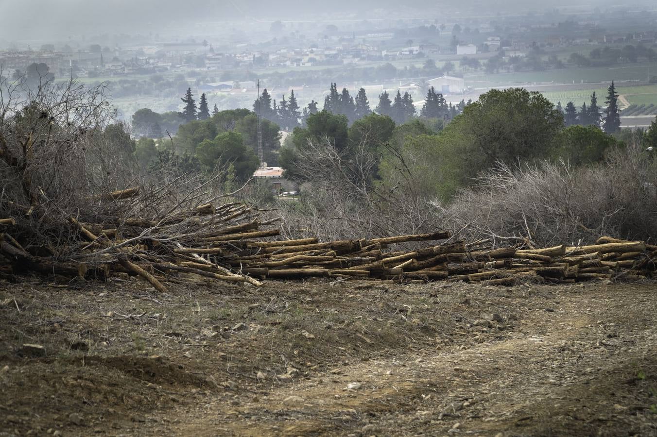 Critican los daños ocasionados al terreno por el arrastre de pinos con &#039;tomicus&#039;