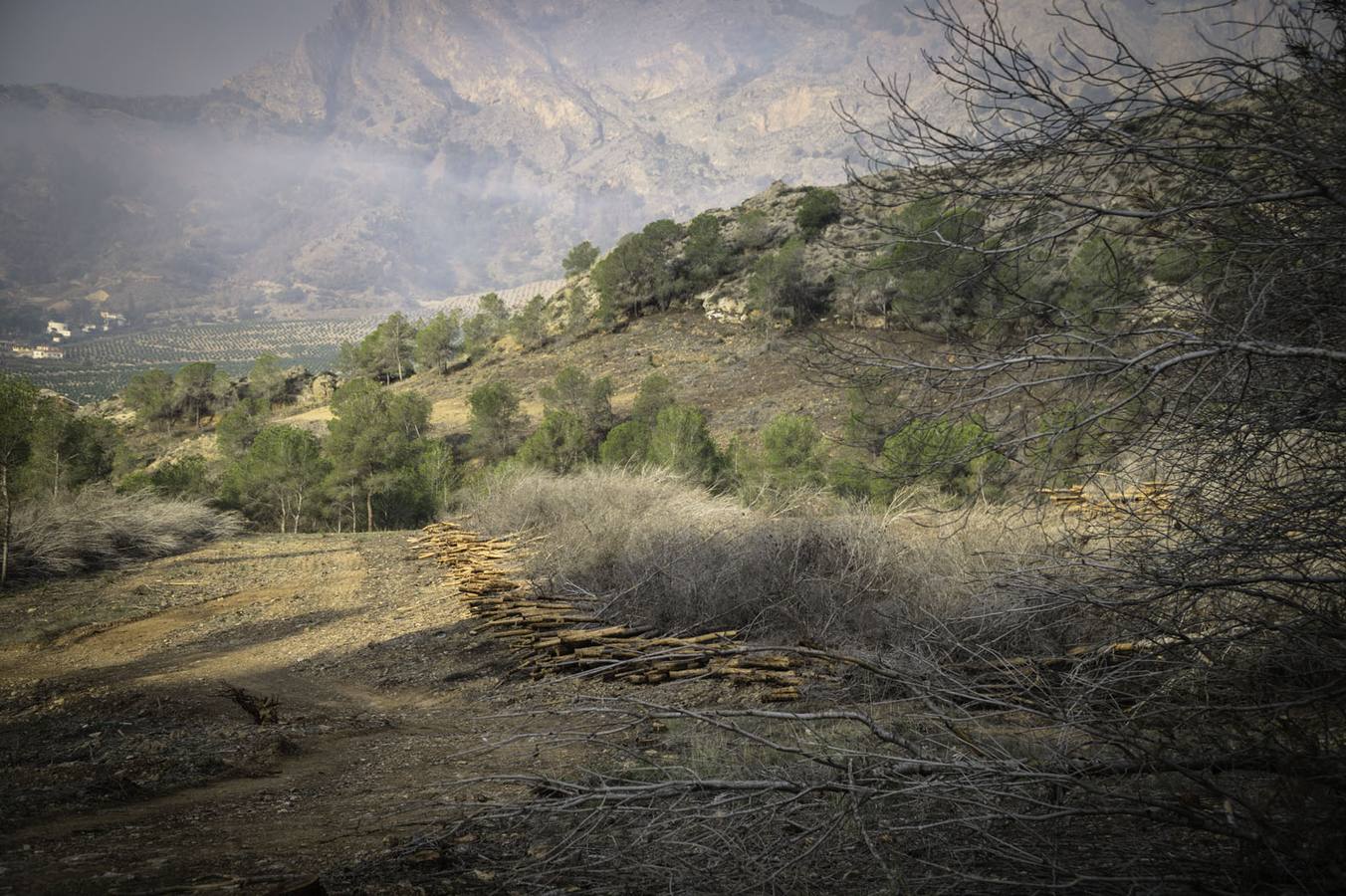 Critican los daños ocasionados al terreno por el arrastre de pinos con &#039;tomicus&#039;