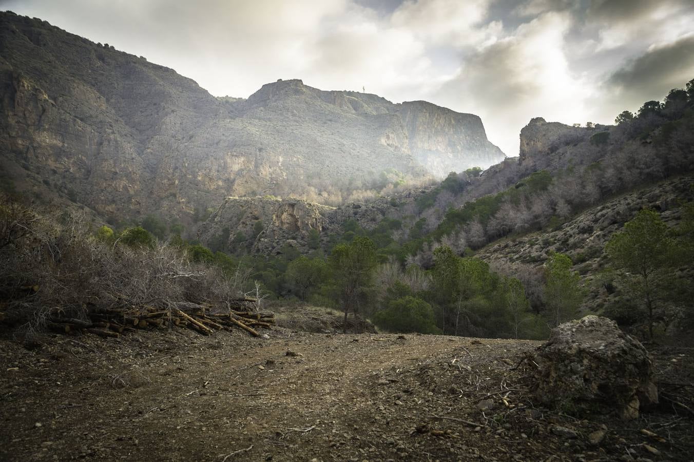 Critican los daños ocasionados al terreno por el arrastre de pinos con &#039;tomicus&#039;