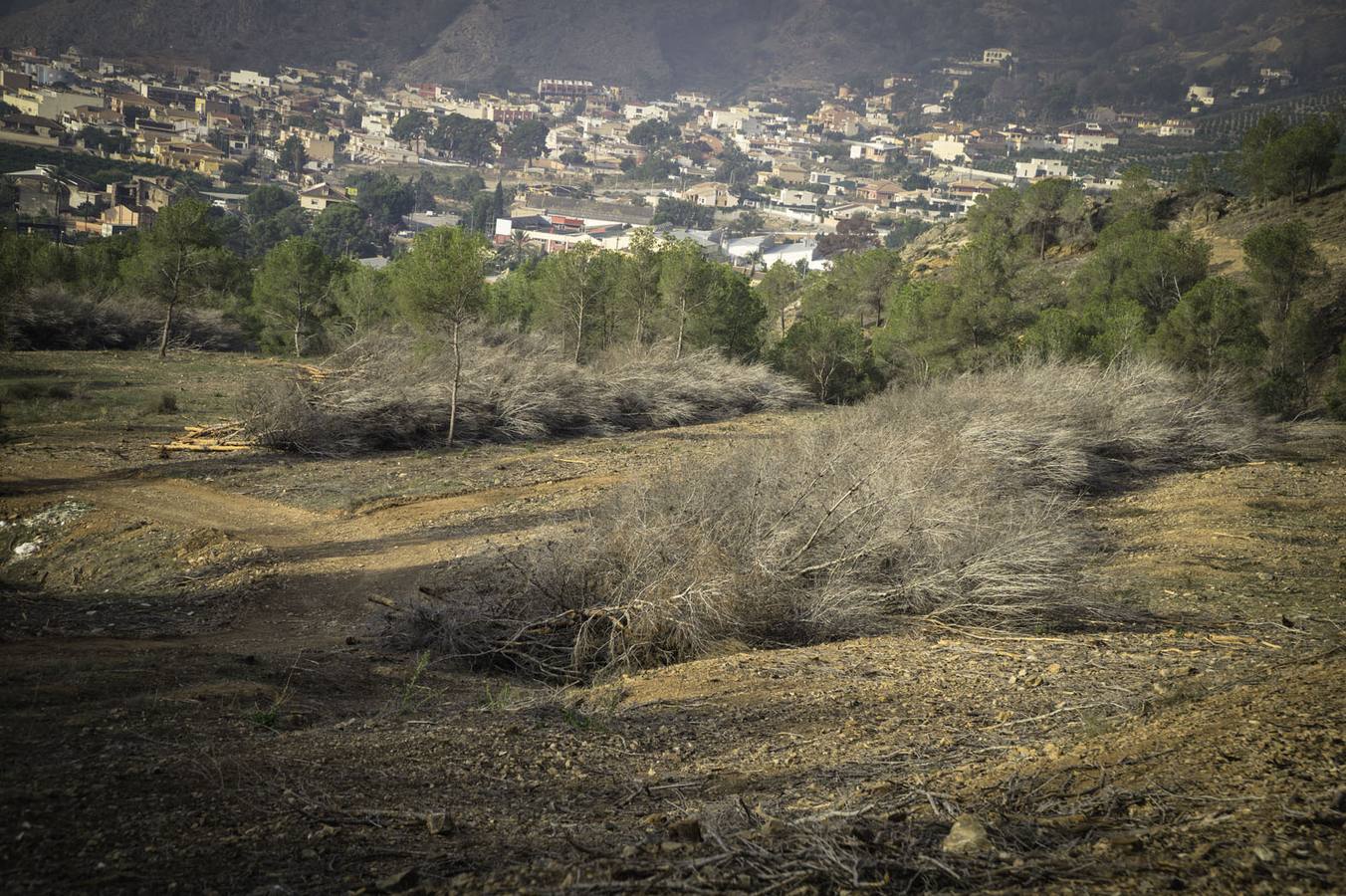 Critican los daños ocasionados al terreno por el arrastre de pinos con &#039;tomicus&#039;