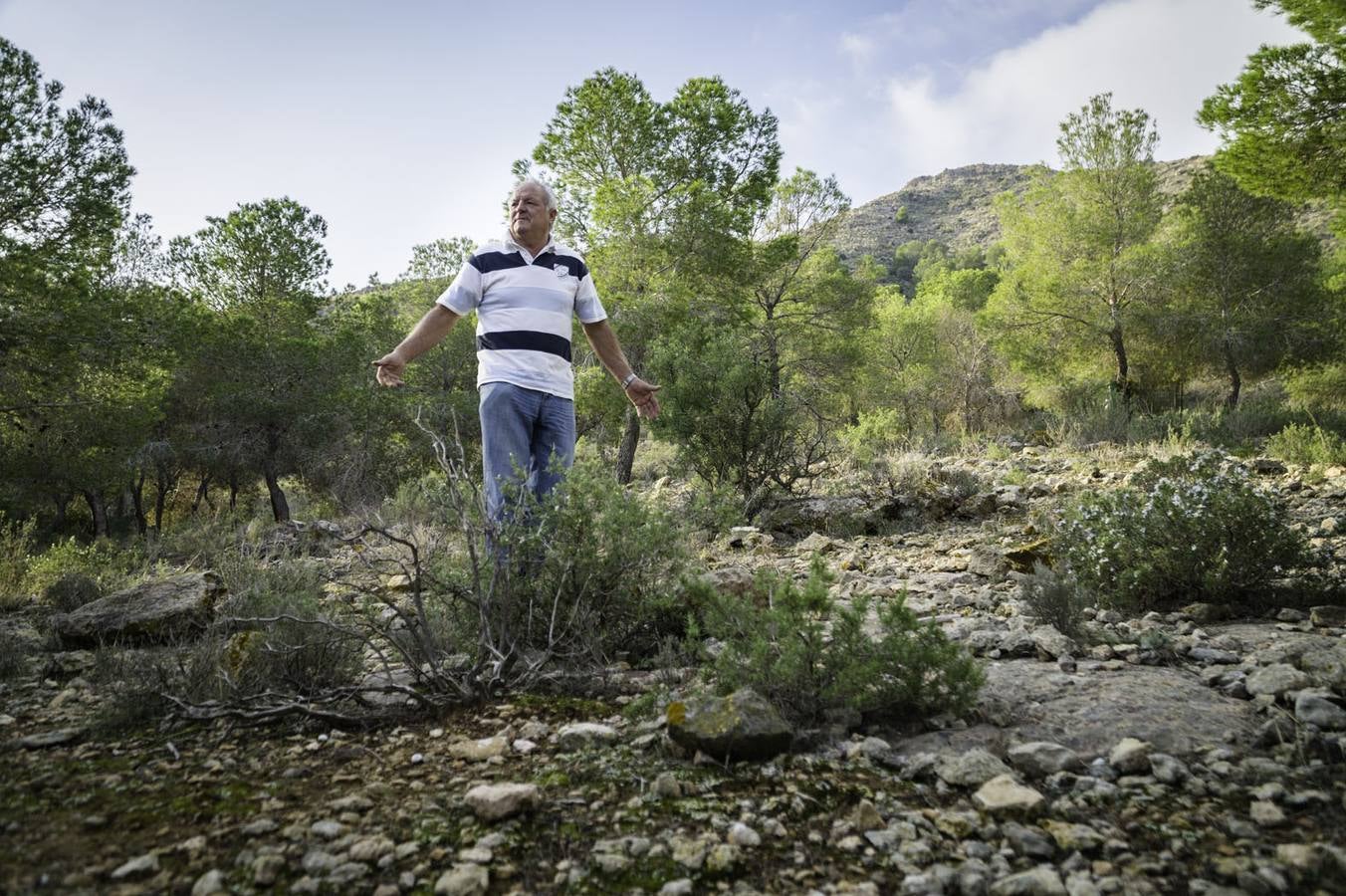 Critican los daños ocasionados al terreno por el arrastre de pinos con &#039;tomicus&#039;