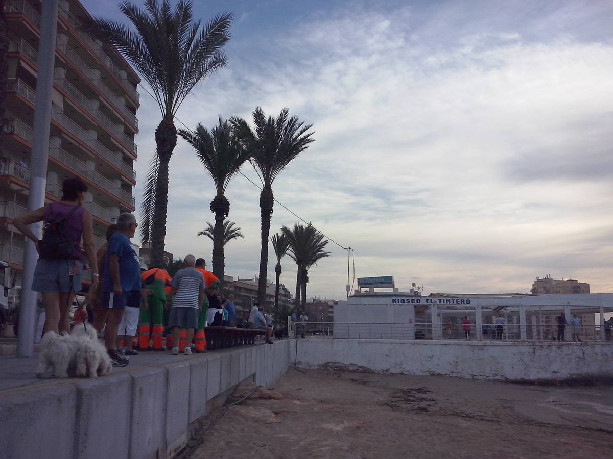 Hallan un tiburón muerto en Torrevieja