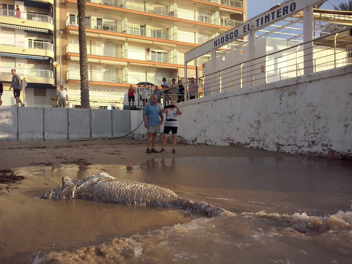 Hallan un tiburón muerto en Torrevieja