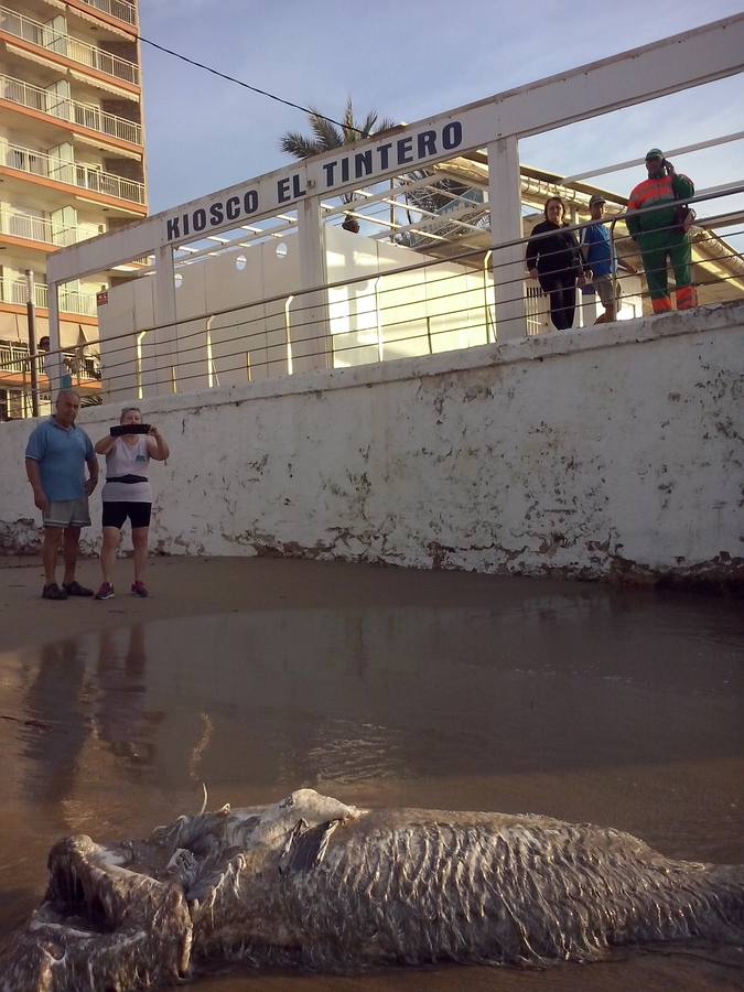 Hallan un tiburón muerto en Torrevieja