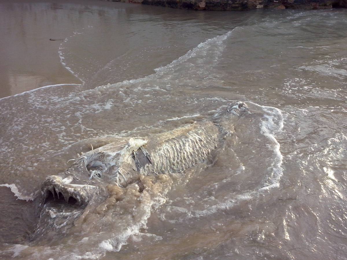 Hallan un tiburón muerto en Torrevieja