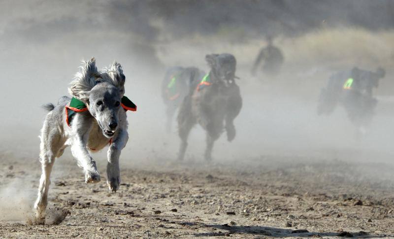 Cazador de altos vuelos