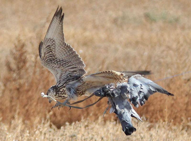 Cazador de altos vuelos