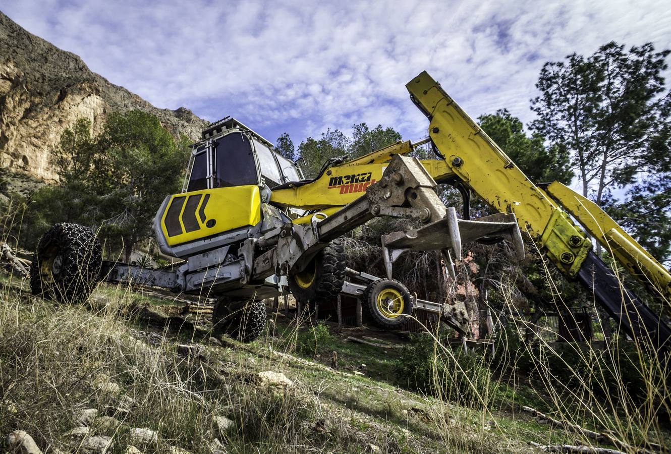 Un escavadora astillará todos los árboles arrasados por el tomicus