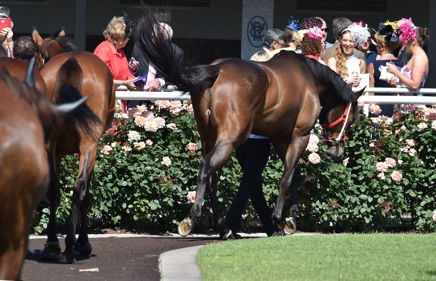 Sombreros frente a caballos