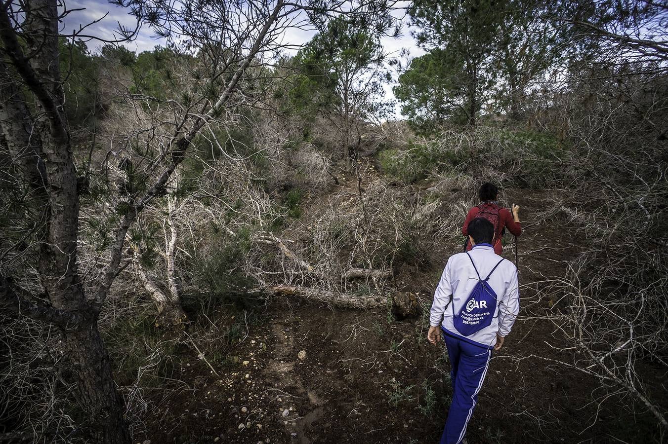 El &#039;tomicus&#039; afecta a las sendas