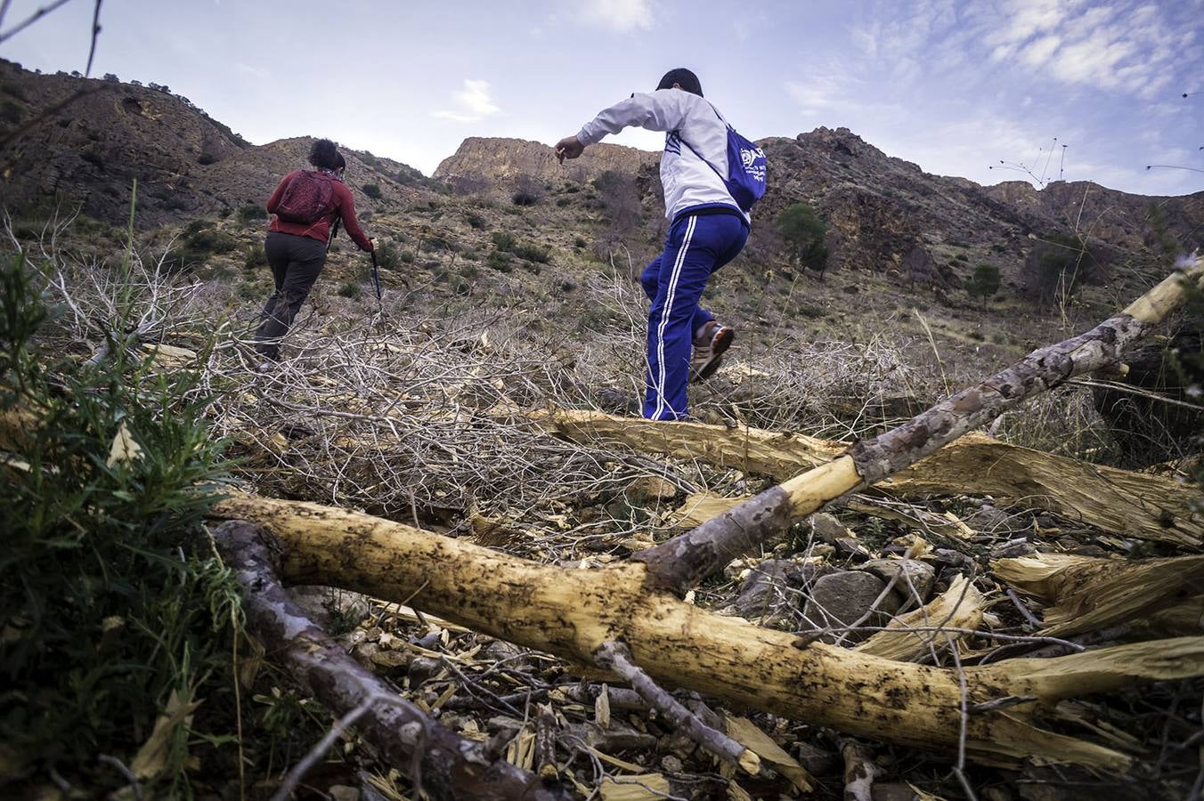 El &#039;tomicus&#039; afecta a las sendas