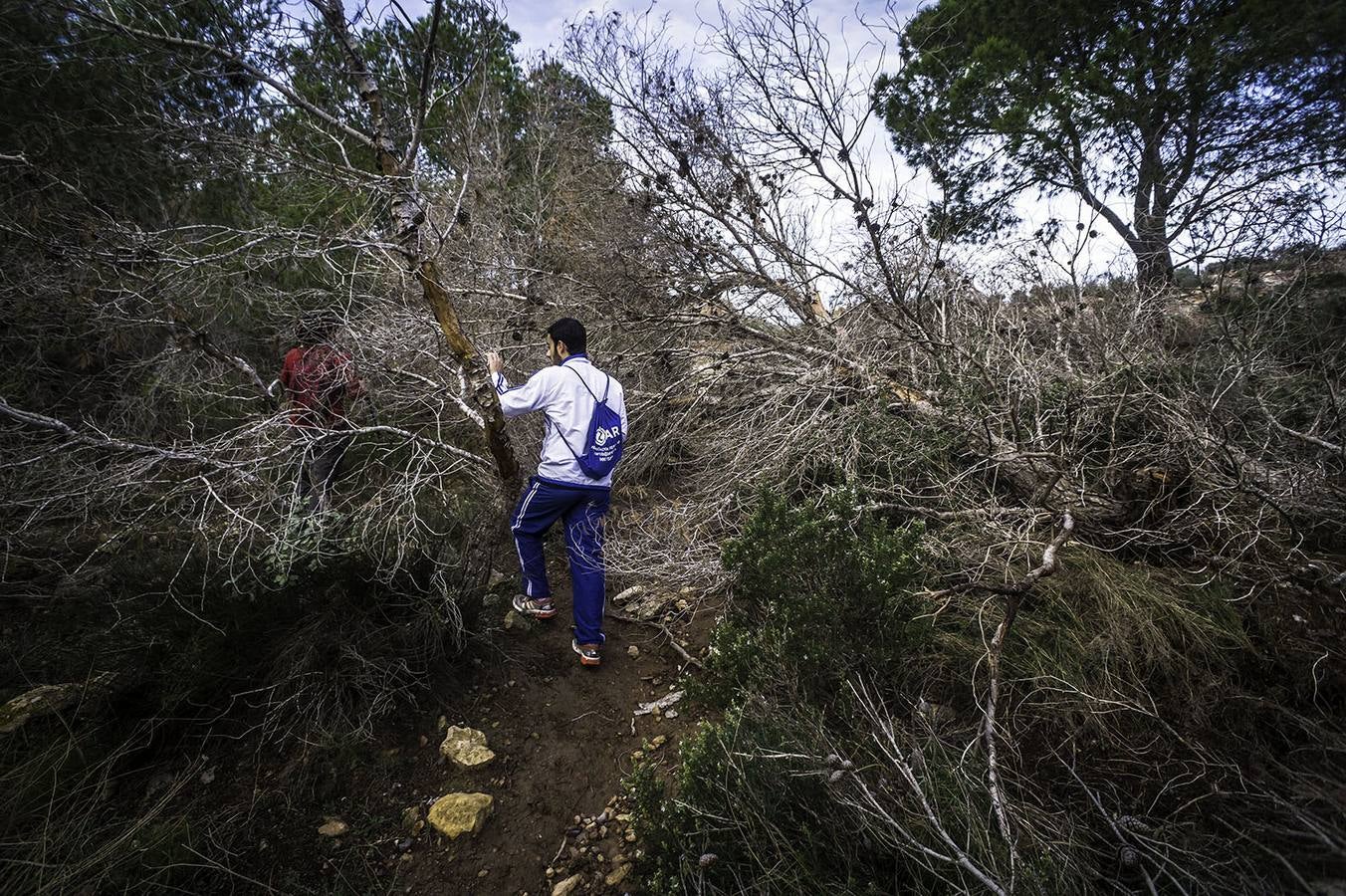 El &#039;tomicus&#039; afecta a las sendas