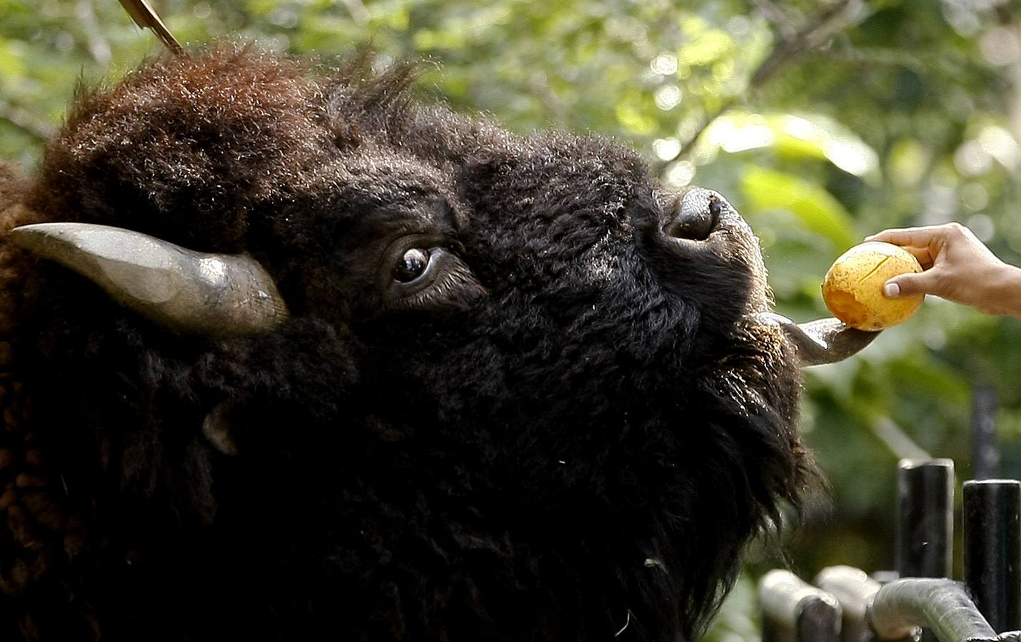 Los animales también tienen Reyes