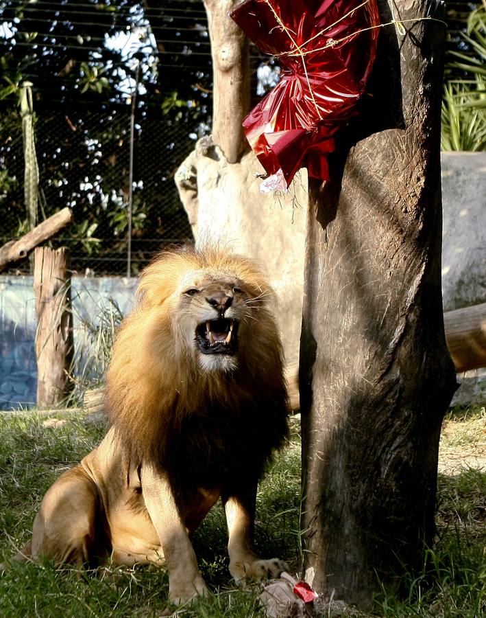 Los animales también tienen Reyes