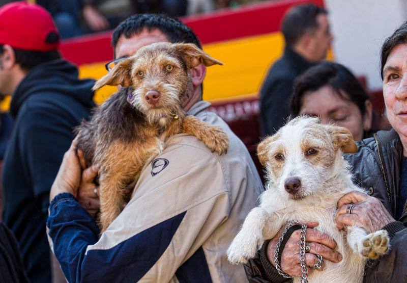 Bendición de mascotas en la Plaza de Toros de Alicante
