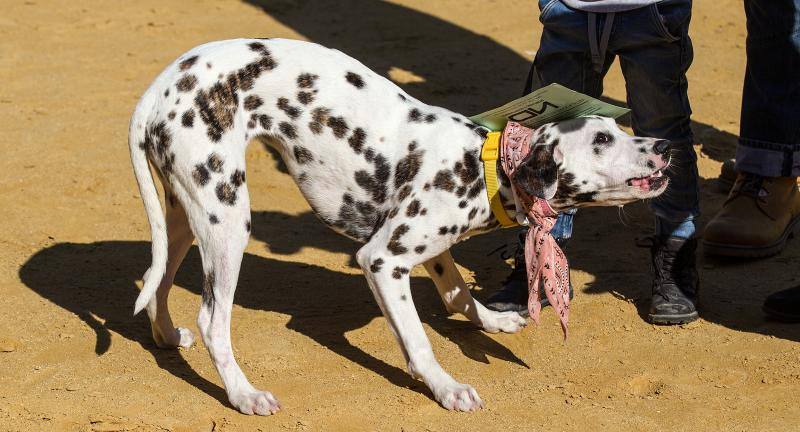 Bendición de mascotas en la Plaza de Toros de Alicante