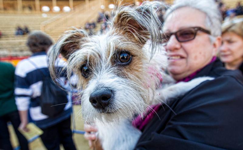 Bendición de mascotas en la Plaza de Toros de Alicante