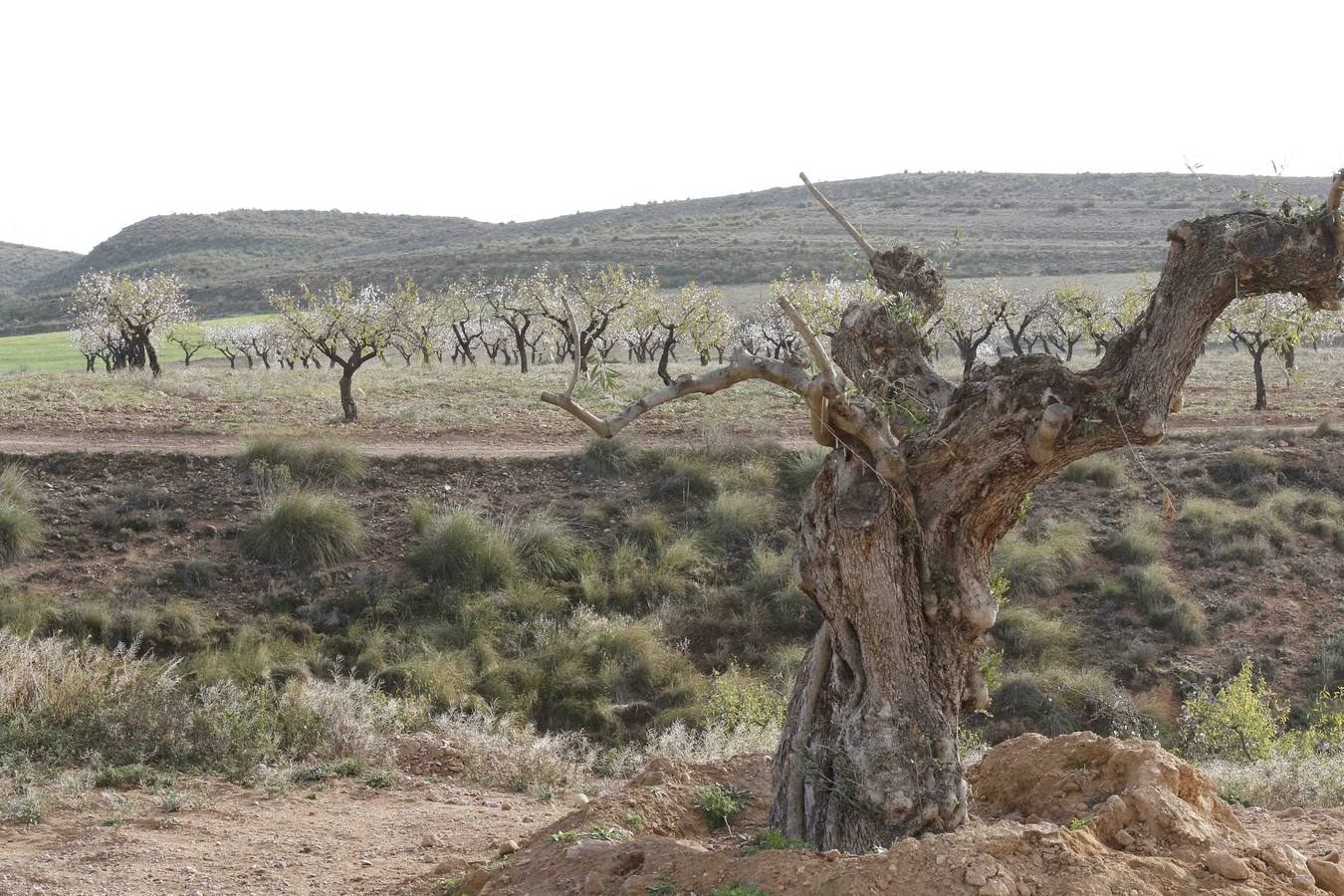 El turismo florece en el Campo de Murcia