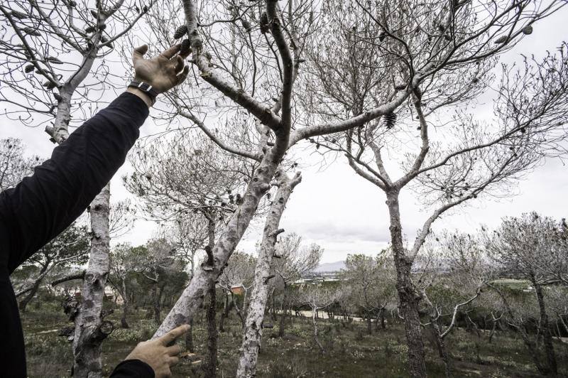 La plaga del &#039;soflamado&#039; afecta a los pinos de la Vega Baja