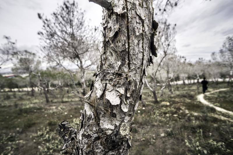 La plaga del &#039;soflamado&#039; afecta a los pinos de la Vega Baja