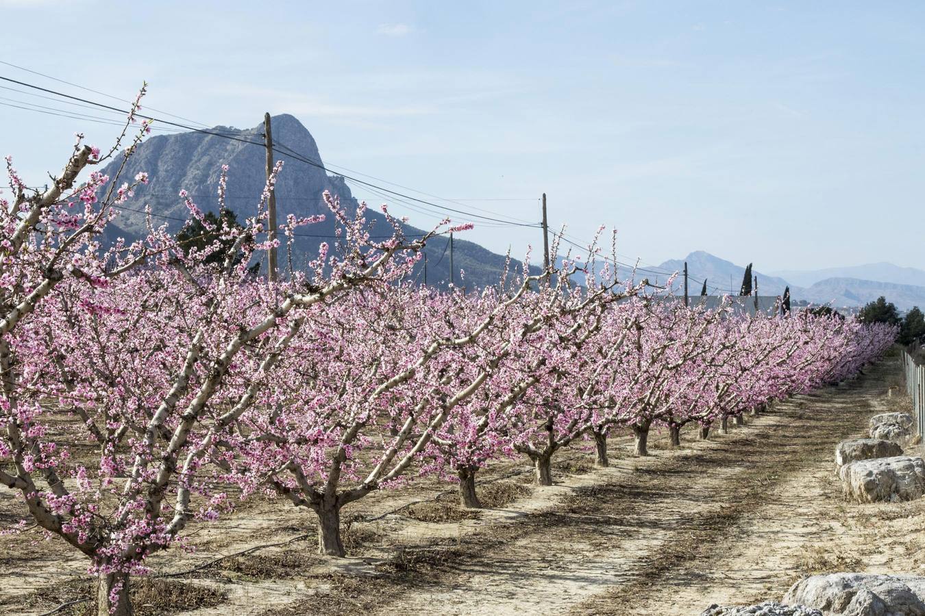 La anunciada ola de frío amenaza los frutales