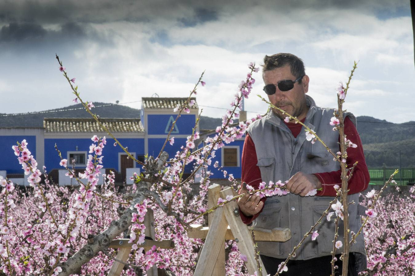 La anunciada ola de frío amenaza los frutales