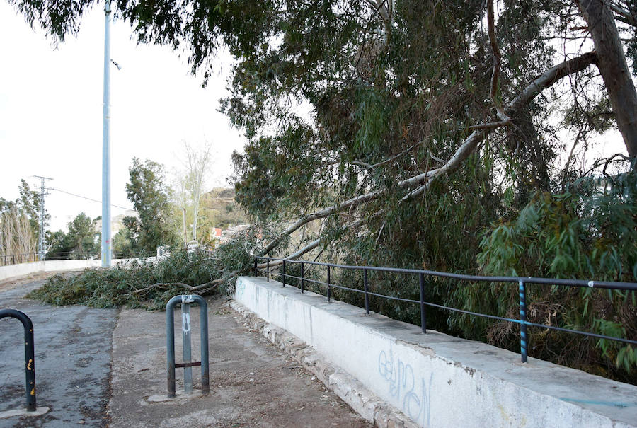 Una rama caída por el viento en Abarán.