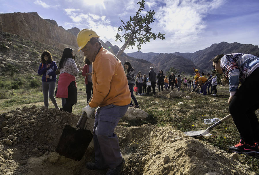 Plantación de árboles en la cantera de Orihuela