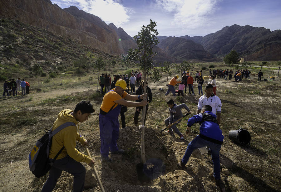 Plantación de árboles en la cantera de Orihuela