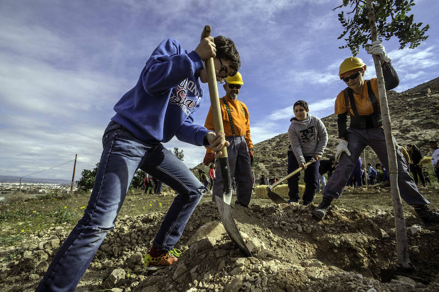 Plantación de árboles en la cantera de Orihuela