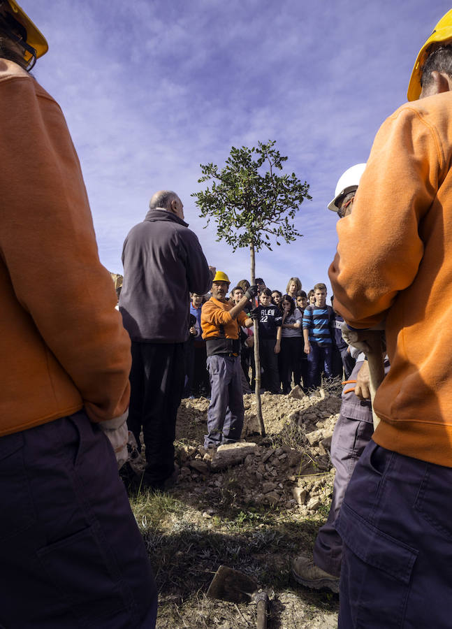 Plantación de árboles en la cantera de Orihuela