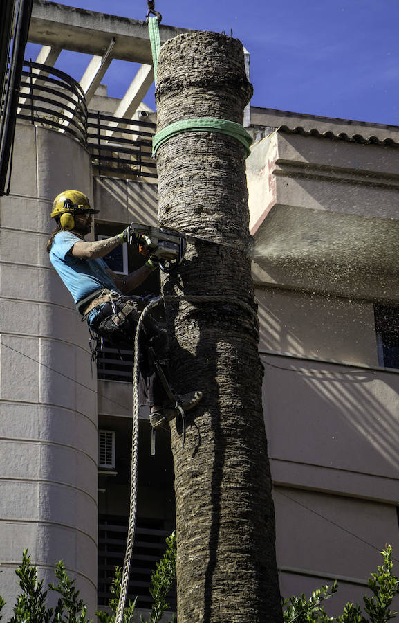 Infraestructuras retira las palmeras muertas de parques y jardines públicos