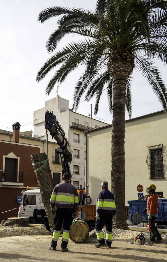 Infraestructuras retira las palmeras muertas de parques y jardines públicos