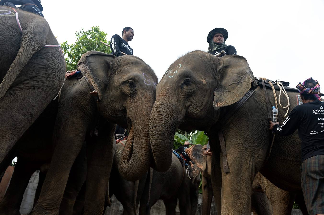 Polo con y para elefantes