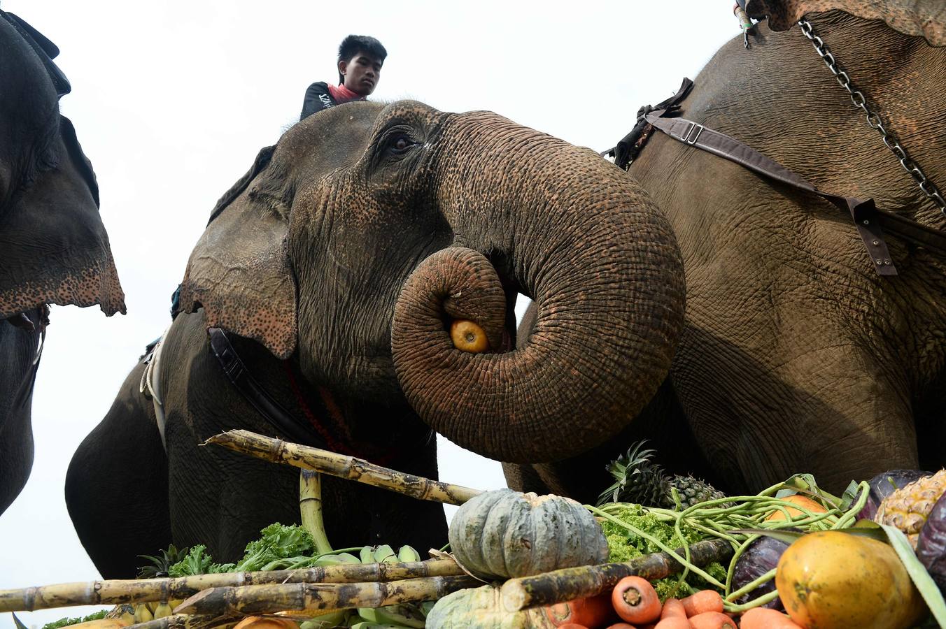 Polo con y para elefantes