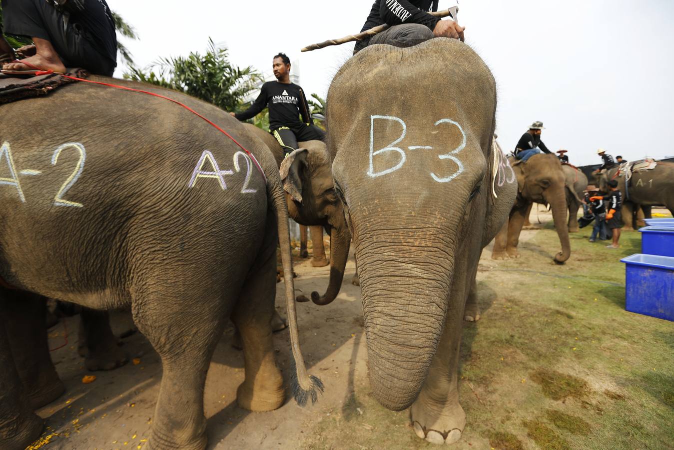 Polo con y para elefantes