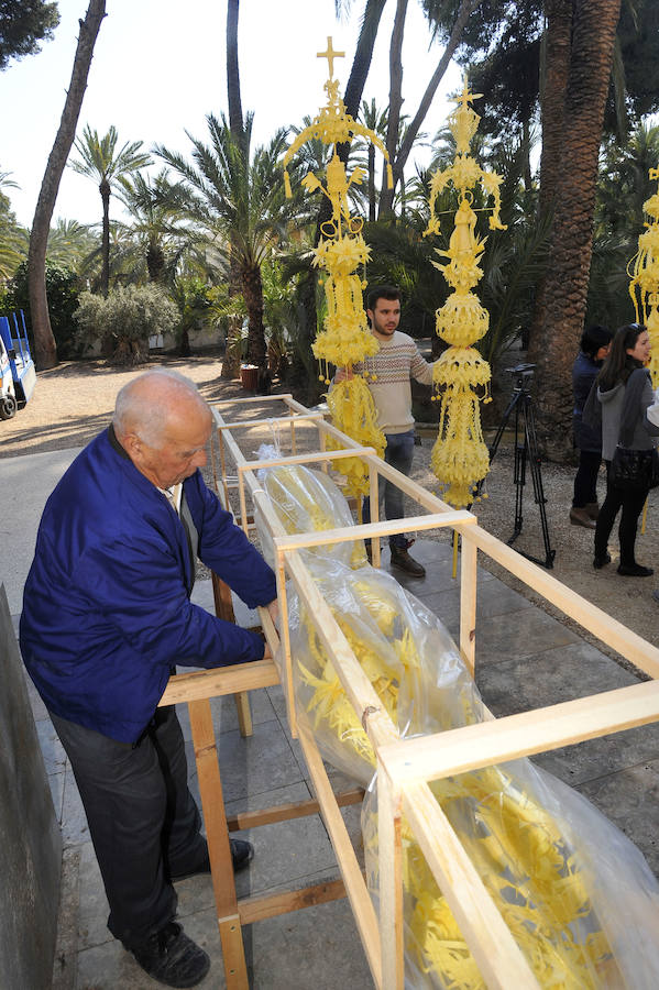 Elche presenta las palmas blancas