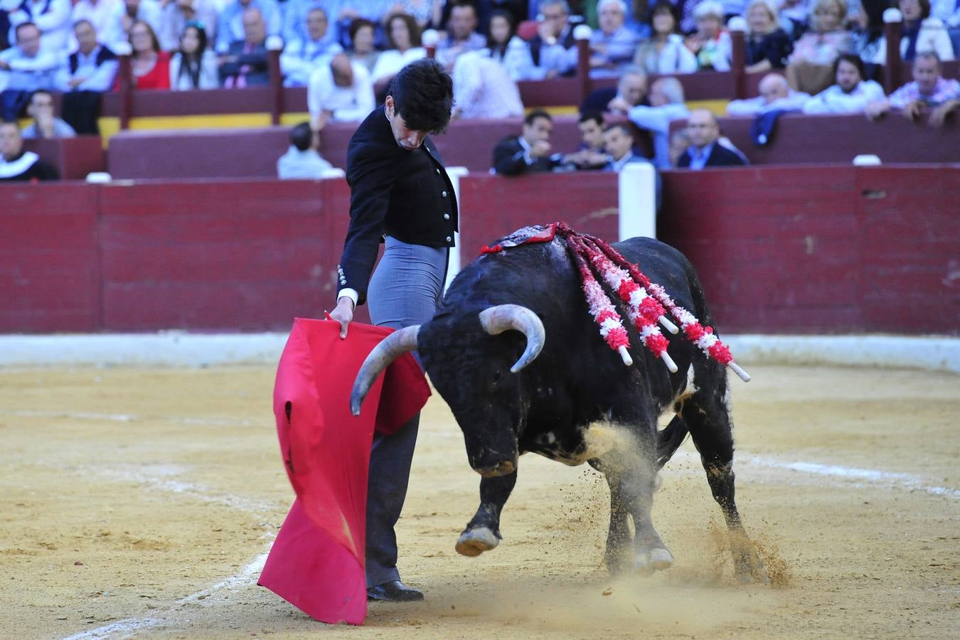 Festival de orejas y rabos contra el cáncer en Murcia