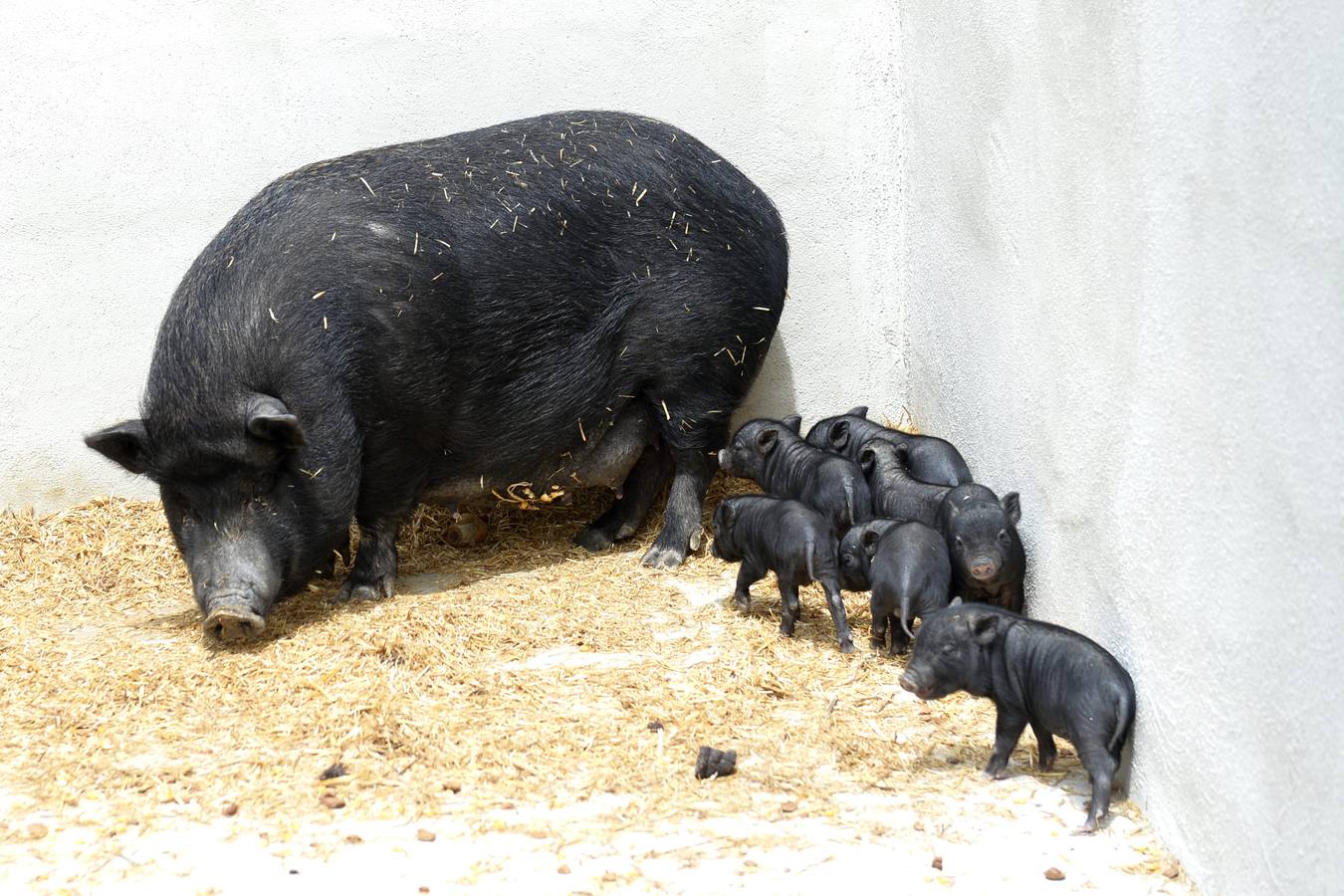 Casi todos los cerdos cogidos en Los Mateos acaban en el matadero