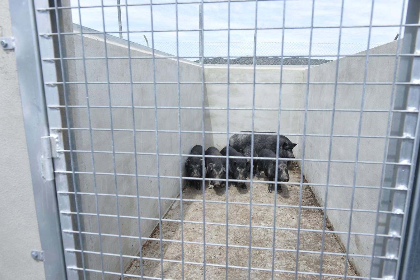 Casi todos los cerdos cogidos en Los Mateos acaban en el matadero