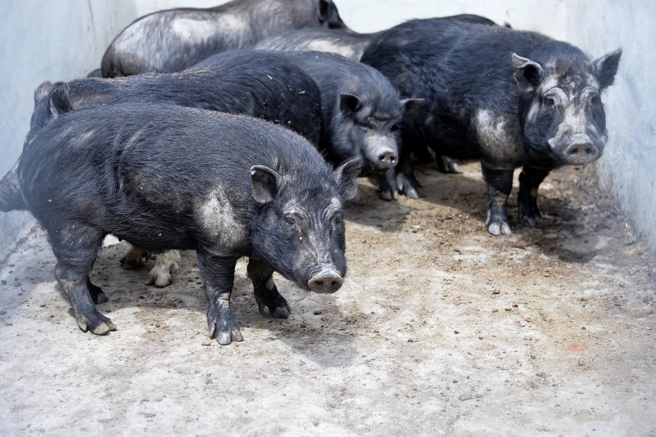 Casi todos los cerdos cogidos en Los Mateos acaban en el matadero