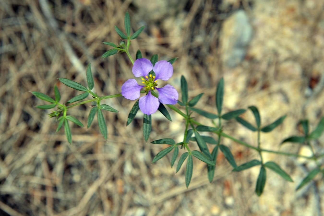 Miravete, leyendas, naturaleza e historia