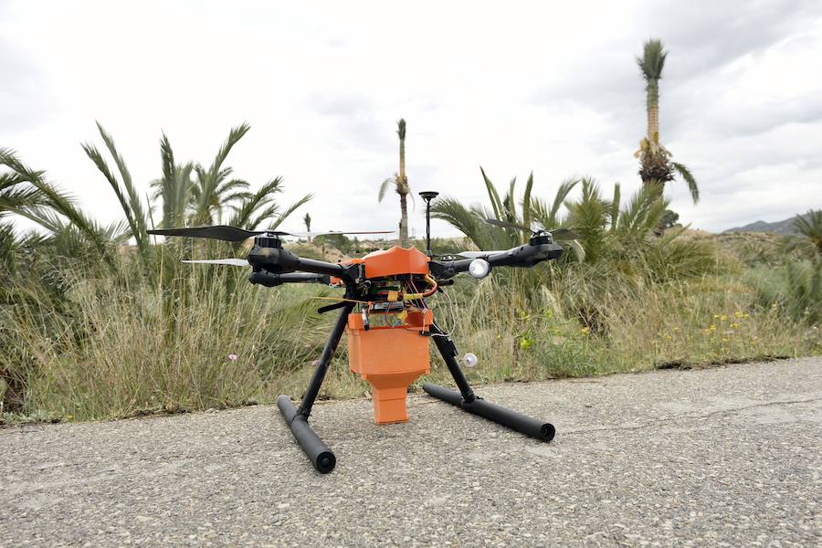 Un dron, nueva herramienta frente al picudo rojo