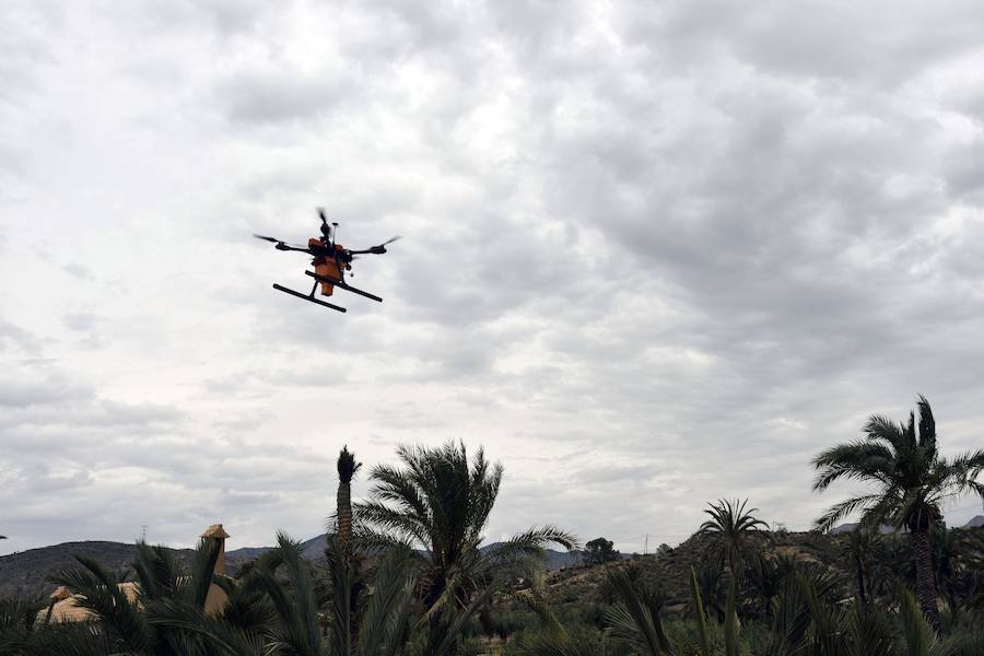 Un dron, nueva herramienta frente al picudo rojo