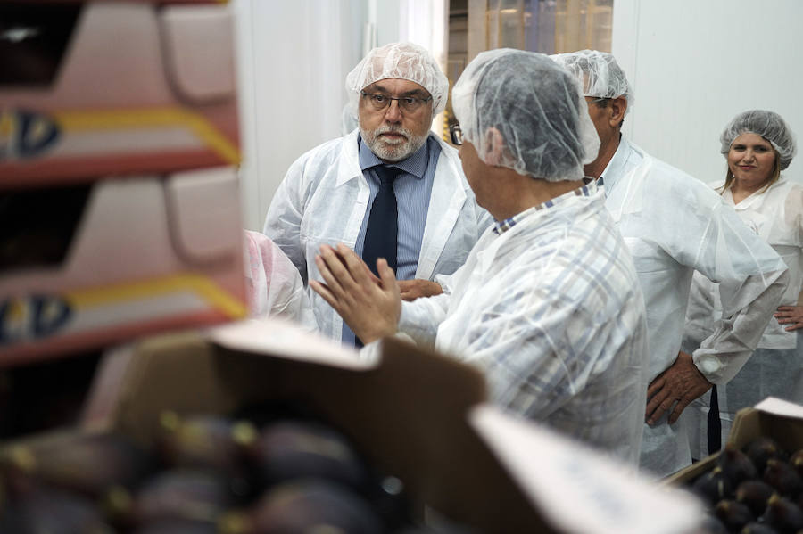 Primer corte de brevas en Alicante