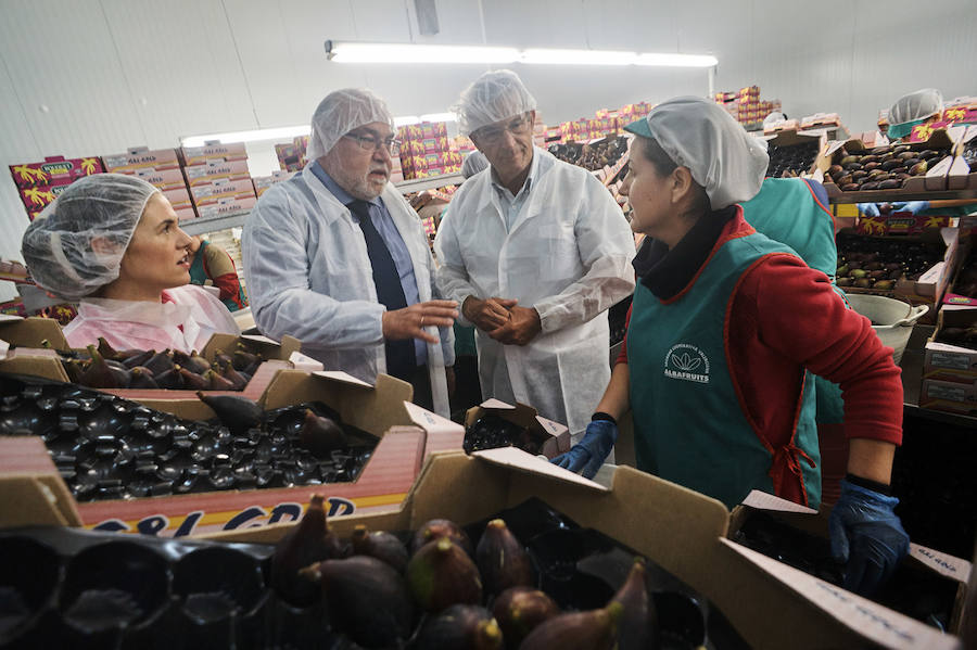 Primer corte de brevas en Alicante