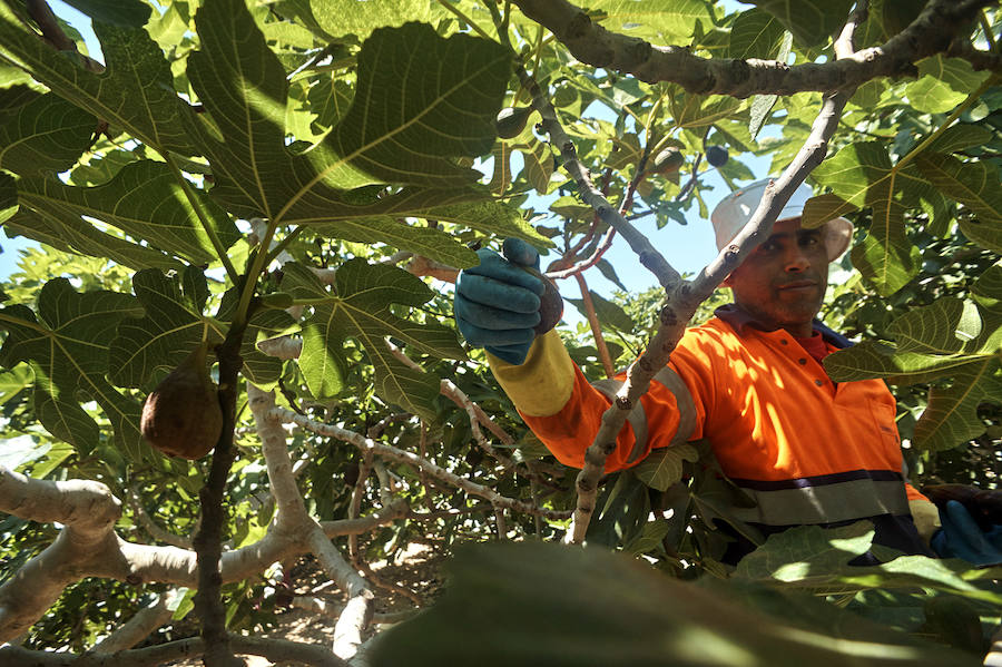 Primer corte de brevas en Alicante