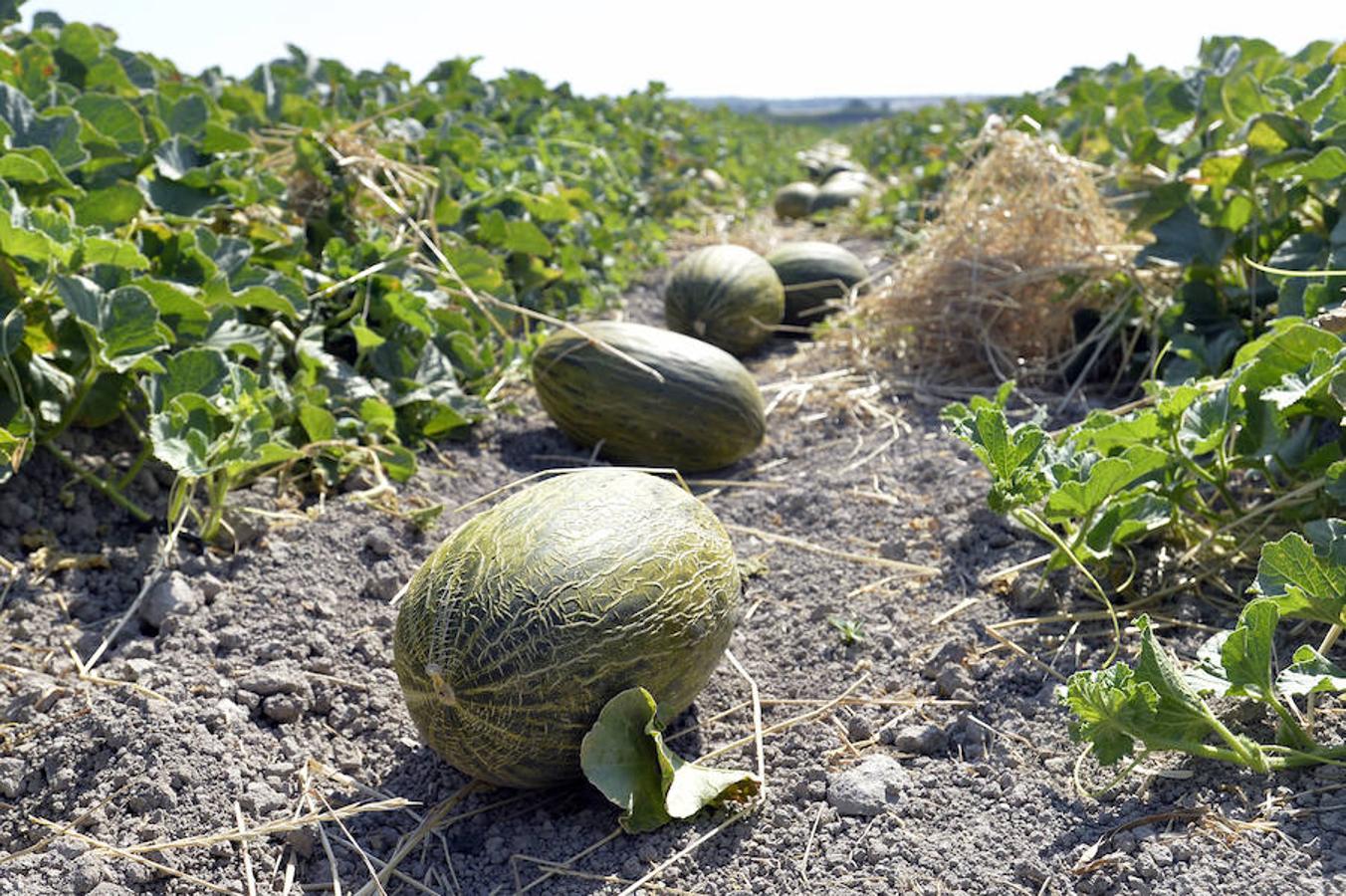 Respaldo unánime al proyecto del Parque Agrario de Carrizales