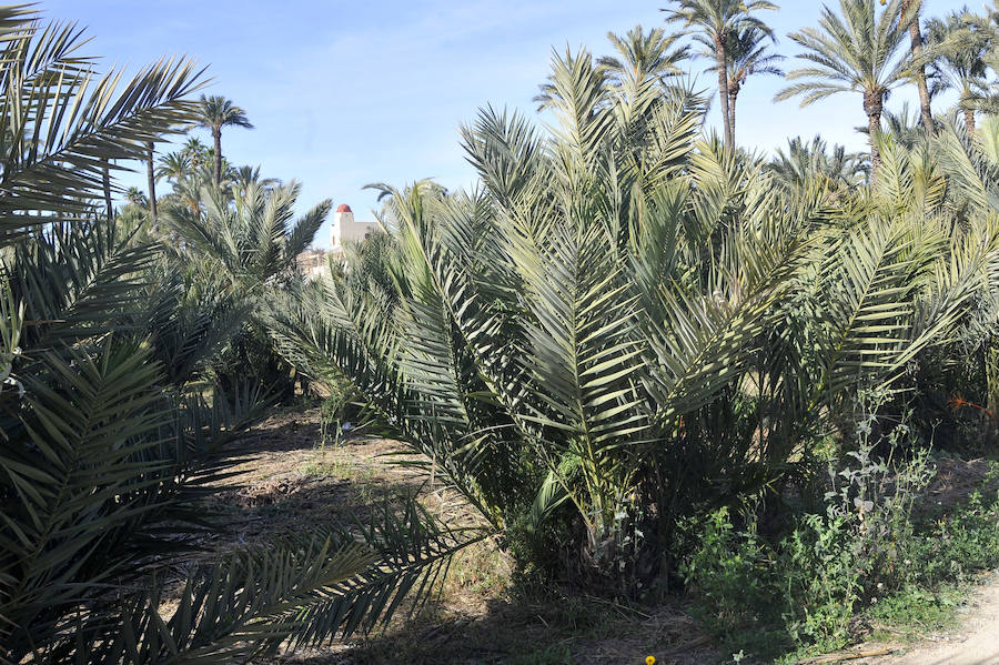 Elche detecta 414 nuevas palmeras afectadas por picudo rojo