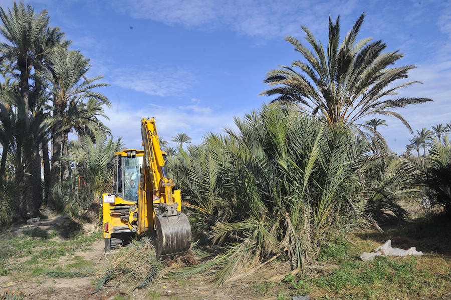 Elche detecta 414 nuevas palmeras afectadas por picudo rojo